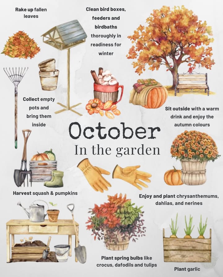 Autumn is heretime to prepare your garden for winter while still enjoying the seasons beauty.

 To-Do List
 Rake up fallen leaves great for compost or mulch.
 Collect empty pots and bring them inside.
 Clean bird boxes, feeders, and birdbathsready for winter.
 Harvest squash & pumpkins for storage.
 Plant garlic for next summers harvest.
 Plant spring bulbs like crocus, daffodils & tulips.
 Enjoy and plant chrysanthemums, dahlias & nerines.
 Take time to sit outside with a warm drink & enjoy the autumn colors.

 Takeaway: October is about harvesting, planting for next year, and caring for wildlifeall while savoring autumns beauty.