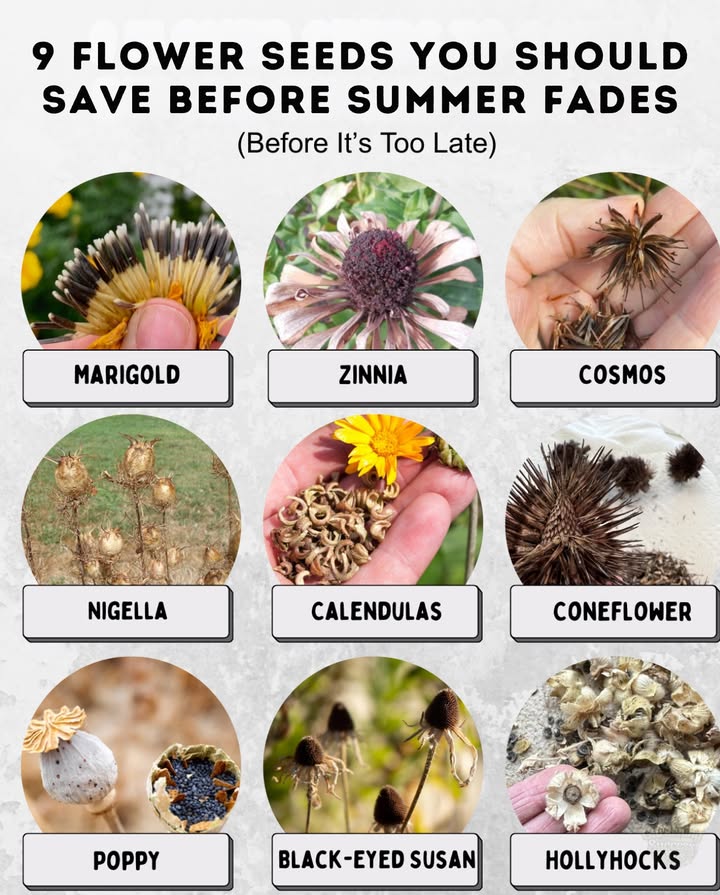 Dont let your gardens beauty fadesave seeds now for next years blooms! 

 Marigold: Collect dry flower heads.
 Zinnia: Gather seeds from dried centers.
 Cosmos: Harvest long, brown seeds.
 Nigella: Pick pods before they shatter.
 Calendula: Save crescent-shaped seeds when dry.
 Coneflower: Cut spiky seed heads when brown.
 Poppy: Shake seeds from dried pods.
 Black-Eyed Susan: Collect seeds from centers.
 Hollyhock: Gather seeds from split pods.

 Store seeds in a cool, dry place for a head start on next years garden!

#SeedSaving #FlowerGardening
