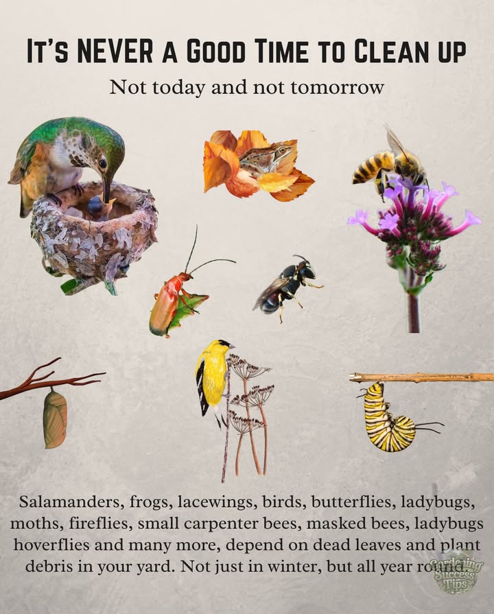 Skip the cleanup  nature knows what shes doing 
曆 Pollinators like butterflies, bees, fireflies, and hoverflies depend on leaf litter and plant debris to survive
 So do frogs, salamanders, ladybugs, and birds who feed their young from whats hiding below
 Dead leaves arent mess  theyre shelter, food, and life