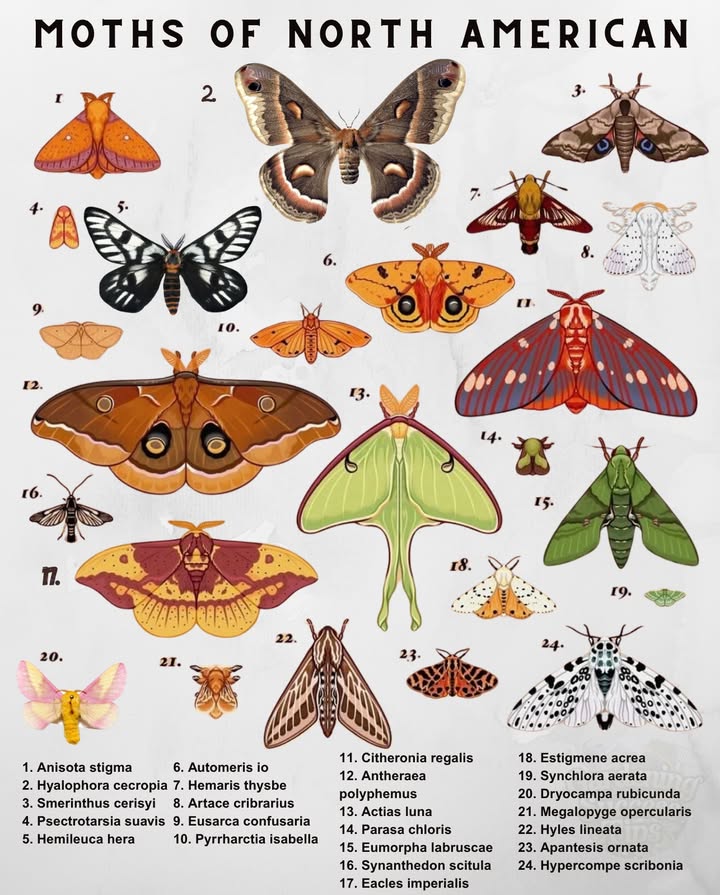 Moths of North America
Often overlooked beside butterflies, moths are quiet pollinators of the night  their wings painted in velvets, earth tones, and moonlight.

Each one tells a story of adaptation  from the emerald glow of Luna to the silk-like shimmer of Cecropia.

 Leave a porch light off once in a while.
You might meet the nights hidden artists.