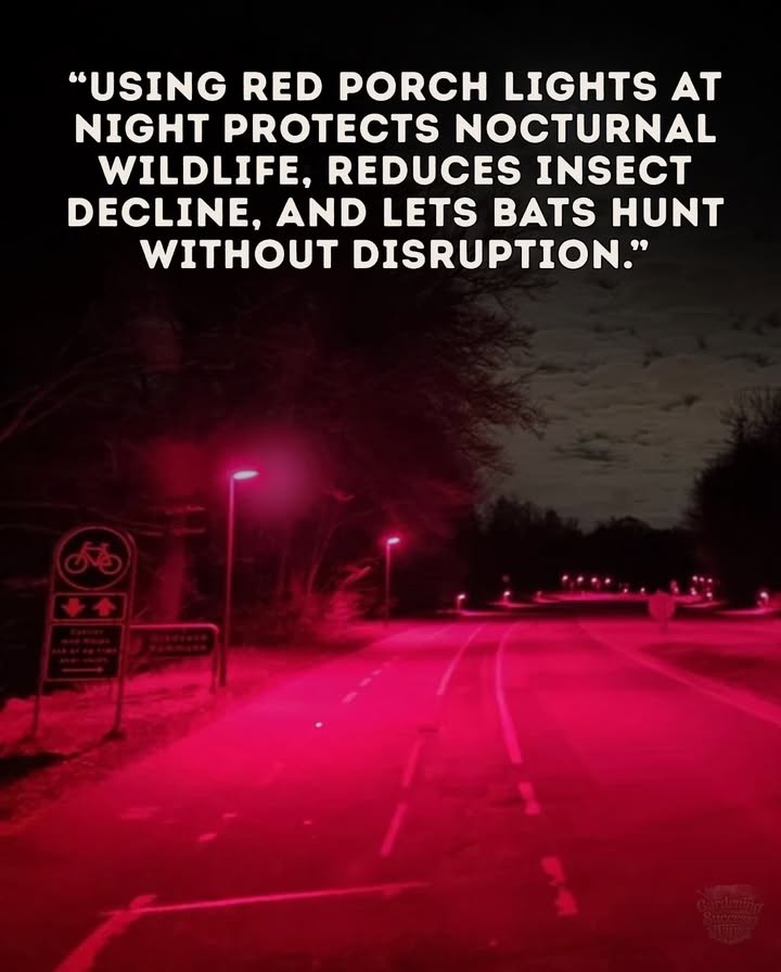 As nights grow longer, even our porch lights matter.
Red lighting is gentler on insects and keeps bats hunting without disruption. 驪

A simple switch this fall helps wildlife thrive and protects fragile ecosystems right outside our door. 
#fblifestyle