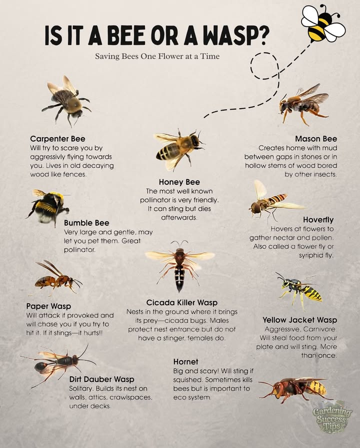 Bee or Wasp? Know the Difference!
Some pollinate flowers , others crash your picnic .
Not every flying insect is a threat  many are essential!
 Save the bees, respect the buzz.