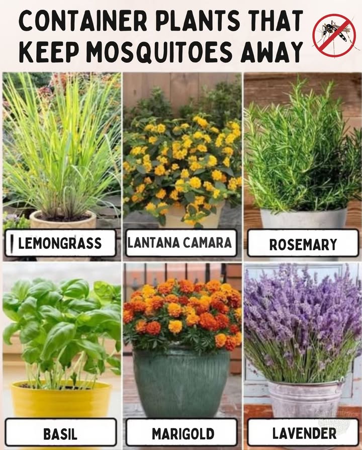 6 Container Plants That Naturally Keep Mosquitoes Away! 烈
Say goodbye to bites and hello to beauty with these fragrant, functional favorites:

1.Lemongrass
 Tall, tropical, and citrusy  rich in citronella, its a natural bug blocker.

2.Lantana Camara
 Bursting with color and mosquito-repelling oils  butterflies will thank you too!

3.Rosemary
 Aromatic and useful  keeps pests away while thriving in full sun.

4.Basil
 A culinary hero with bonus pest control powers  try lemon or cinnamon basil for extra strength.

5.Marigold
 Packed with pyrethrum, a natural repellent  great near entryways.

6.Lavender
 Soothing for humans, irritating for mosquitoes  a garden essential.

 Tip: Cluster these plants in decorative containers for double duty  protection  charm.
華 Stay bite-free and blissful all summer long!