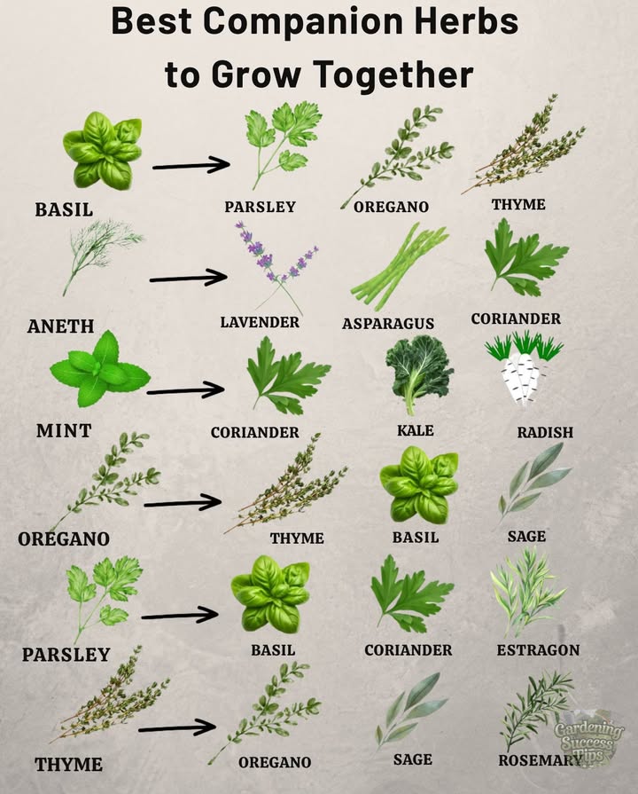 Herbal Companions for a Fragrant Garden  
Combine the right plants for a natural balance and generous harvests  

– Basil, parsley, oregano, and thyme: a culinary synergy  
– Dill, lavender, asparagus, coriander: a vegetable garden of a thousand scents  
– Mint, coriander, kale, radish: freshness and liveliness  
– Basil & sage  Thyme & oregano: winning duos  
– Parsley, basil, coriander, tarragon: explosion of flavors  
– Thyme, oregano, sage, rosemary: aromatic power  

Create a harmonious garden, nourished by good alliances and enchanting aromas