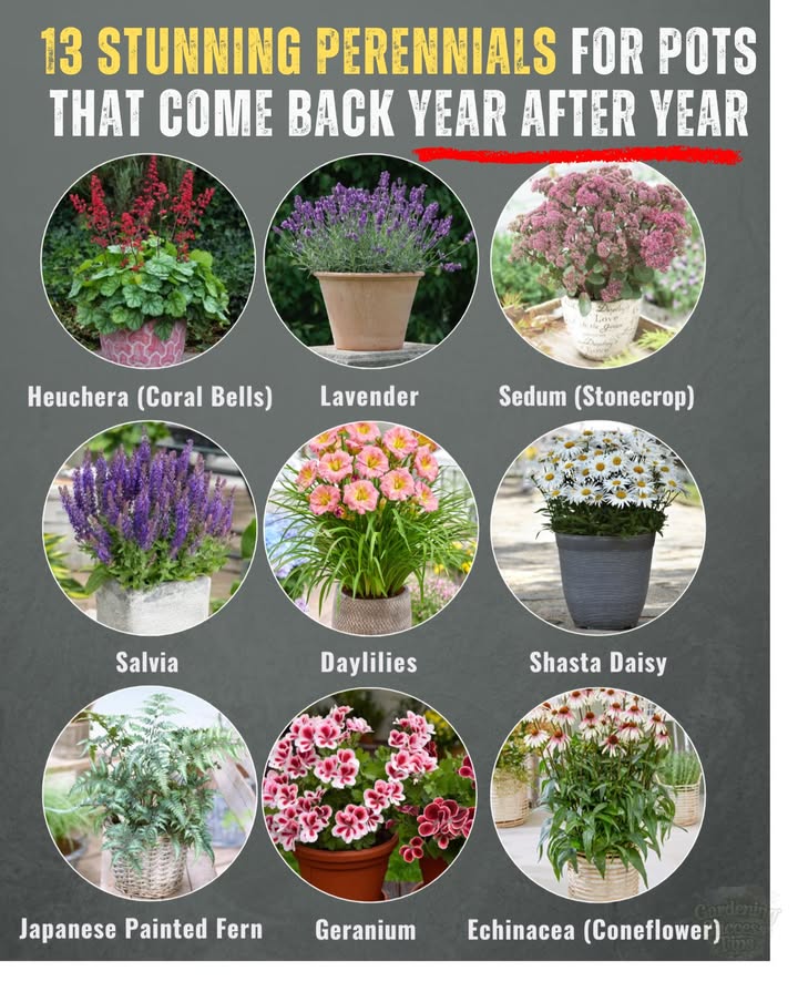13 Potted Perennials That Return Every Year
Low-maintenance and beautiful, these perennials are perfect for patios and small gardens!

1. Hosta: Thrives in shade; keep soil moist.
2. Heuchera Coral Bells: Colorful foliage; well-drained soil.
3. Lavender: Fragrant; sandy soil, trim after blooms.
4. Salvia: Vibrant flowers; deadhead for longer blooms.
5. Sedum: Drought-tolerant; gritty soil and minimal water.
6. Daylilies: Midsummer blooms; use deep pots.
7. Shasta Daisy: Classic white petals; feed with bloom fertilizer.
8. Ferns: Ideal for shade; keep soil damp.
9. Geranium Hardy Cranesbill: Compact groundcover; cut back for a second bloom.
10. Thyme: Edible; full sun and regular trims.
11. Japanese Anemone: Late-season blooms; large pots and partial shade.
12. Echinacea Coneflower: Heat-tolerant; leave seed heads for birds.
13. Russian Sage: Silver foliage with lavender blooms; deep containers.

Care Tips:
華 Use containers with drainage holes
 Add mulch to conserve moisture
 Group pots in winter for protection
 Apply slow-release fertilizer in spring