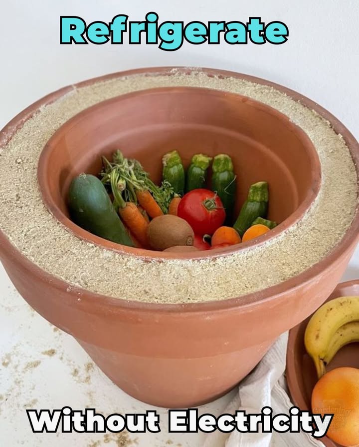 Refrigerate Without Electricity 
 Place a smaller pot inside a larger one
 Fill the gap between them with wet sand
 Cover the top with a damp cloth

As the water evaporates, it draws heat away and cools the inside naturally. This simple, affordable setup can extend the life of perishable food from just a few days to as long as three weeks. Perfect for emergencies or off-grid living.