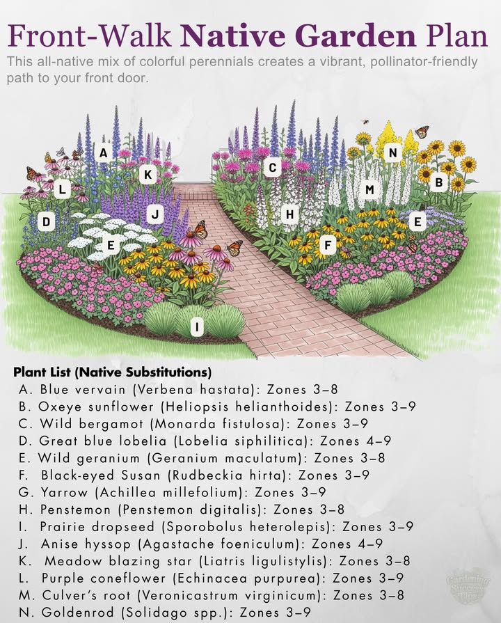 Create a vibrant, pollinator-friendly path with these native perennials
 Together, these plants create a colorful, low-maintenance border that supports pollinators all season long.

#NativePlants #PollinatorGarden