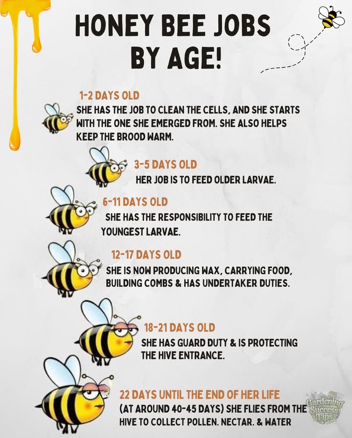 Honeybee careers are a busy blur of purpose!
Each day brings a new rolefrom cell-scrubbing to nectar foraging:
12 days: Cleaning & warming
311 days: Feeding larvae
1217 days: Wax work, building, & hive cleanup
1821 days: Guarding the entrance
22 days: Flying out to gather pollen & nectar

They live only 4045 daysbut every day matters! 
Lets protect the tiny workers who power our gardens.