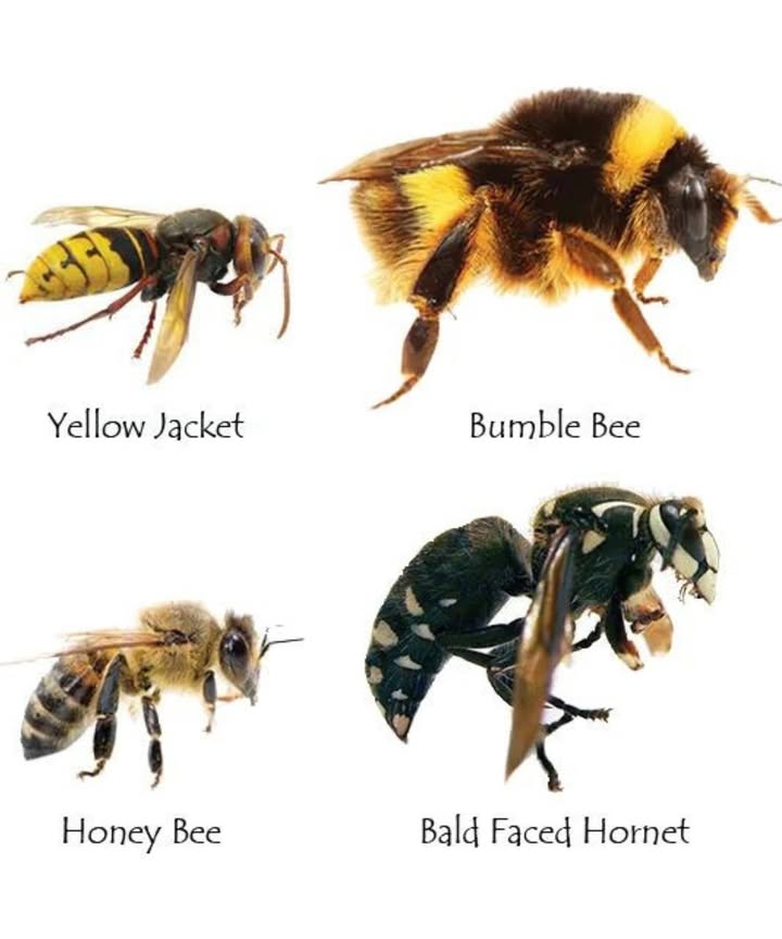Know Your Buzzers!  Understanding Bees, Wasps & Hornets 
 Bumble Bee:

Appearance: Large, fuzzy, round, with black and yellow stripes.

Behavior: Generally gentle, focused on pollination. Rarely sting unless provoked or nest is threatened.

 Honey Bee:

Appearance: Smaller than a bumble bee, golden-brown and black stripes, somewhat fuzzy.

Behavior: Vital pollinators! Can sting, but often only once as its fatal to them. Usually only aggressive near their hive.

 Yellow Jacket:

Appearance: Smooth body, bright yellow and black stripes, more slender than bees.

Behavior: Often aggressive, especially near food sources or nests which can be underground. Can sting multiple times. Known for bothering picnics!

 Bald-Faced Hornet:

Appearance: Large, black and white markings not yellow. Smooth body.

Behavior: Very aggressive when their nest is disturbed. Build large, paper-like nests in trees or shrubs. Can sting multiple times.

Stay safe and appreciate these fascinating insects from a distance!
