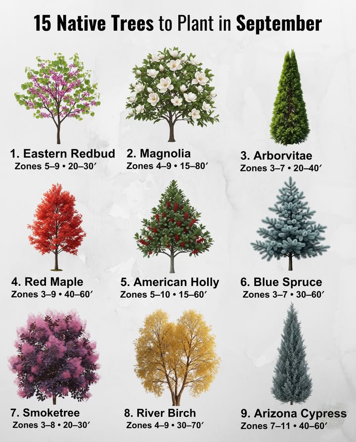 15 Native Trees to Plant in September
Native species = low maintenance, adapted to local climates, wildlife-friendly.

1. Eastern Redbud Cercis canadensis
 Zones 59  2030  Sunpart shade
 Early spring magenta blooms, heart-shaped leaves, pollinator favorite.

2. Magnolia Magnolia virginiana / M. grandiflora
 Zones 49  1580  Sunpart shade
 Waxy, fragrant flowers; evergreen or semi-evergreen; wildlife value.

3. Arborvitae Thuja occidentalis
 Zones 37  2040  Sunpart shade
 Cold-hardy evergreen, dense screens, tolerates urban soils.

4. Red Maple Acer rubrum
 Zones 39  4060  Sunpart shade
 Brilliant redorange fall foliage, fast-growing shade tree.

5. American Holly Ilex opaca
 Zones 510  1560  Sunpart shade
 Evergreen, spiny leaves  red berries; needs male  female for fruit.

6. Serviceberry Amelanchier spp.
 Zones 28  1015  Sunpart shade
 White spring blooms, edible berries, golden fall foliage.

7. Blue Spruce Picea pungens
 Zones 37  3060  Full sun
 Conical evergreen, blue needles, drought-tolerant.

8. Smoketree Cotinus obovatus
 Zones 38  2030  Full sun
 Plum foliage, pink smoky plumes, vibrant fall color.

9. River Birch Betula nigra
 Zones 49  3070  Full sun
 Peeling bark, heat- and pest-tolerant, golden fall leaves.

10. Juniper Juniperus spp.
 Zones 39  250  Full sun
 Evergreen with blue berries, tough  drought-resistant.

11. Fringetree Chionanthus virginicus
 Zones 39  1230  Sunpart shade
 White, strappy flowers  bird-friendly berries, adaptable.

12. American Hornbeam Carpinus caroliniana
 Zones 39  2030  Sunpart shade
 Smooth sinewy bark, host tree for butterflies, golden fall foliage.

13. Arizona Cypress Hesperocyparis arizonica
 Zones 711  4060  Full sun
 Silvery evergreen, heat  drought-tolerant, great windbreak.

14. Flowering Dogwood Cornus florida
 Zones 59  1530  Sunpart shade
 White spring bracts, red fall fruit, stunning seasonal display.

15. Silverbell Halesia carolina
 Zones 48  1040  Sunpart shade
 Bell-shaped white flowers in spring, winged nuts in fall.