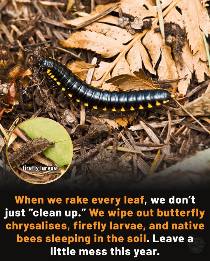 Leave a little mess this year.
Why it matters:
 Butterflies  many species overwinter as chrysalises on fallen leaves 曆
 Fireflies  their larvae live under leaf litter, waiting for spring glow 
 Native bees  thousands nest in soil beneath autumn leaves 
 Ladybugs  clusters hibernate in piles of leaves 
 Moths & other pollinators  leaf litter shelters their eggs & pupae 

 A tidy yard to us can mean an empty graveyard to them.
 Let the leaves rest  and the wildlife will thank you next spring.