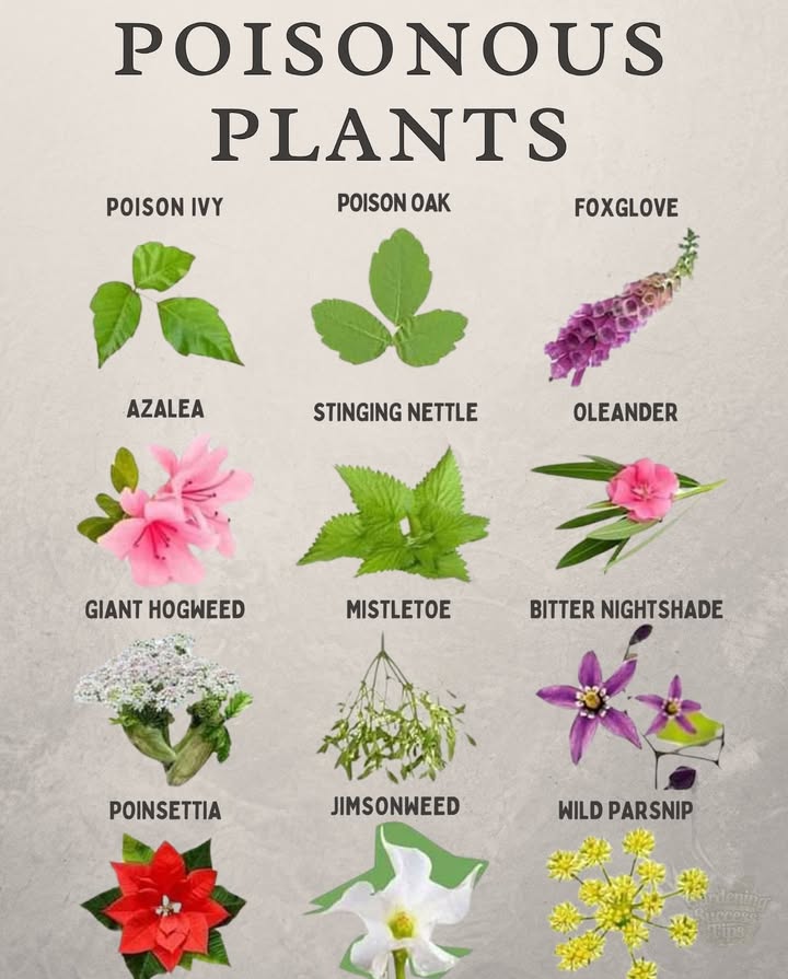 Some garden favorites can be toxic to humans or pets. Knowing them can help you garden safely:
 Poison Ivy & Poison Oak  Cause skin irritation.
 Foxglove & Oleander  Beautiful but dangerously toxic if ingested.
 Azalea & Nightshade  Can cause nausea and confusion.
 Stinging Nettle  Irritates on contact.
 Jimsonweed & Mistletoe  Both harmful even in small amounts.
 Poinsettia, Giant Hogweed, Wild Parsnip  May irritate skin or eyes.

Always label plants and teach kids and pets to avoid unknown foliage.