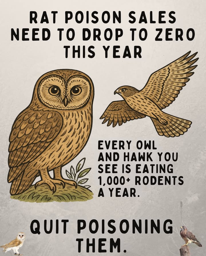 黎 One owl or hawk can eat over 1,000 rodents a yearnatures free pest control!

 Rat poison harms more than just rats. When rodents consume it, predators like owls, hawks, and even cats become poisoned too, disrupting the natural balance.

 Every poisoned rodent = a poisoned predator.

 Better solutions:
 Seal entry points
 Use snap or live traps
 Install owl boxes to attract hunters
 Avoid anticoagulant poisons

#ProtectWildlife  #NaturalPestControl