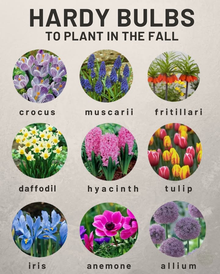Fall Bulb Planting Guide Zones 38 
 Plant hardy bulbs before the ground freezes so roots can establish.
 Choose a sunny, well-drained location for reliable spring blooms.
 Enrich the soil with compost or bone meal to boost growth.
 Add a mulch layer to protect bulbs from winter chill.
 Many will naturalize and multiply year after year, rewarding you with more blooms each spring.

 Fall effort = Spring color explosion 

#FallPlanting #SpringFlowers