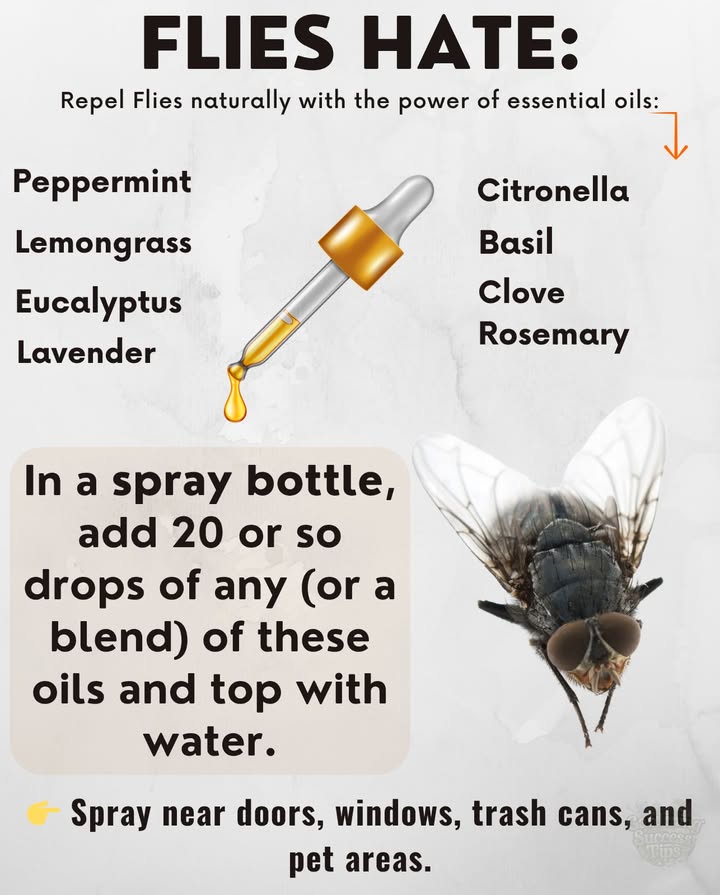 練 FLIES HATE THESE ESSENTIAL OILS!
No harsh chemicalsjust natures defense in a bottle.

 Peppermint  Overpowers their senses
 Lemongrass  Disrupts landing zones
 Eucalyptus  Sharp scent deters instantly
 Lavender  Pleasant for you, repelling for them
 Citronella  Classic fly & mosquito repellent
 Basil  Strong herbal scent keeps flies out of the kitchen
 Clove  Repels houseflies and fruit flies
 Rosemary  Earthy and potent against flying pests

 DIY Spray:
Add 20 drops single or mix into a spray bottle  Top with water.

 Where to Use:
Near doors, windows, trash bins, and pet corners.

Keep your space fly-free, fresh, and safe 
#NaturalFlyRepellent