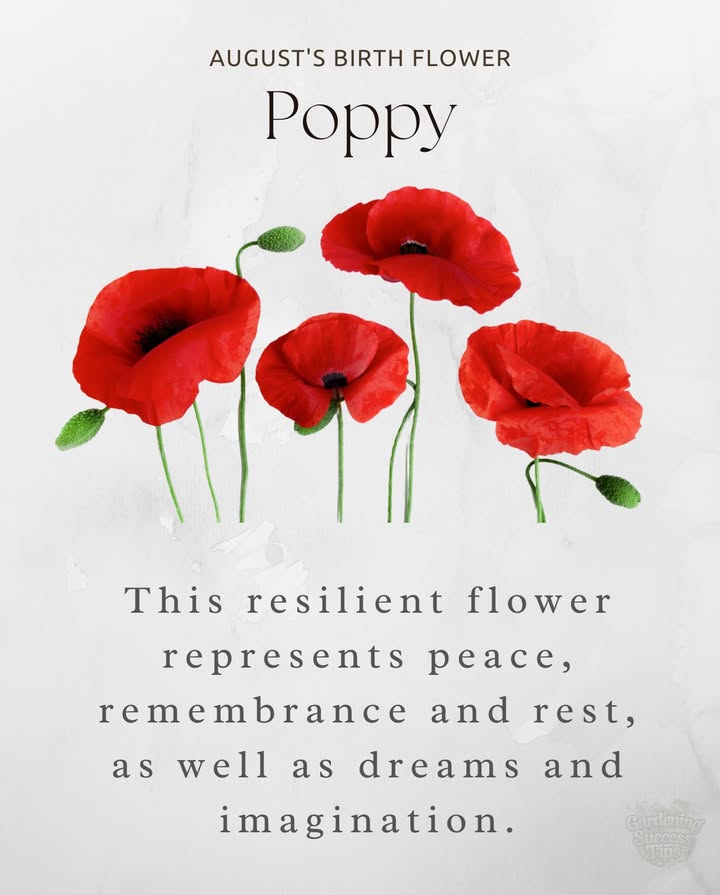 Poppy  Augusts Birth Flower
A symbol of peace, remembrance, and restful dreams, the poppy reminds us to honor the past while embracing imagination and renewal.
Its bright resilience makes it a beautiful tribute to strength and serenity.