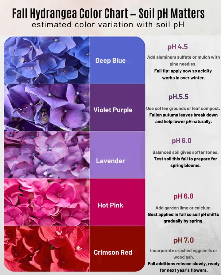 離 Change the soil this fall, change the bloom next springno dyes, just natural chemistry.
 Acidic soils pH < 6.0  Hydrangea blooms turn deep blue to violet. Fallen leaves, pine needles, or coffee grounds naturally lower pH.
 Neutral soils around 6.07.0  Expect lavender or soft purples as autumn cools.
 Alkaline soils pH > 7.0  Flowers lean pink to red. Crushed eggshells, garden lime, or wood ash raise soil pH.
 Fall tip: Test your soil before winter. Adding amendments now gives them time to settle in, so youll see the color payoff in next years blooms.