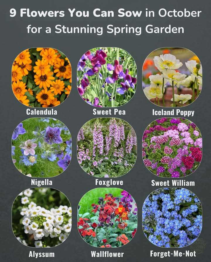 Plant These in October for a Stunning Spring Garden
 Calendula Zones 211  Cool-season star with edible petals, thrives in fall sowings.
 Sweet Pea Zones 29  Best sown in fall; strong roots mean earlier, more fragrant blooms.
 Iceland Poppy Zones 39  Sow now for pastel flowers that love cool weather.
 Foxglove Zones 49  Biennial beauty; autumn planting ensures tall spires next spring.
 Sweet William Zones 39  Fall sowing gives sturdy plants for bright spring borders.
 Wallflower Zones 610  Needs fall sowing for vibrant, fragrant early-spring color.
 Forget-Me-Not Zones 38  Autumn sowing lets carpets of blue emerge next spring.
 Nigella Zones 211  Love-in-a-Mist, whimsical flowers from easy fall-sown seeds.
 Hardy Annual Alyssum Zones 39  Sweet scent and pollinator-friendly groundcover.

 October sowing = strong root systems that overwinter well, then explode into bloom once days lengthen and soil warms in spring!