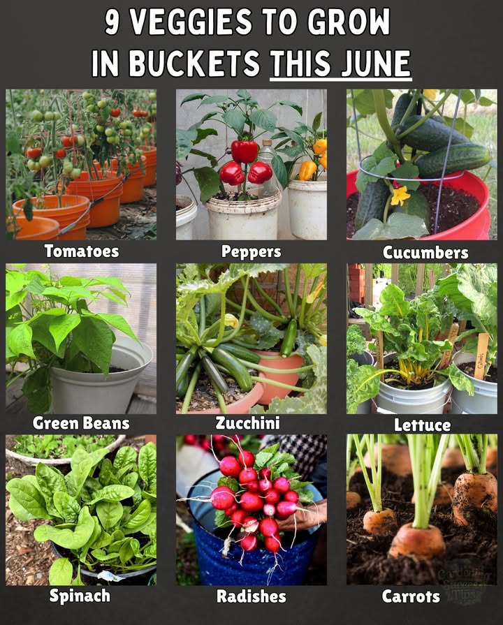 凌 9 Veggies to Grow in Buckets This June! 
Perfect for patios, balconies, or small gardensthese veggies thrive in 5-gallon buckets!

 Where & When to Plant:
 US Zones 410: Start now in full sun.
 UK: Ideal for sowing or transplanting outdoors.
 Australia CoolTemperate: Great for winter planting; use covers or find a sunny spot.

 What to Grow:
1. Tomatoes  Cherry or dwarf types.
2. Peppers  Bell and chili varieties with 68 hrs of sun.
3. Cucumbers  Bush varieties with a mini trellis.
4. Green Beans  Fast-growing bush beans.
5. Zucchini  One plant per bucket for great yield.
6. Lettuce  Prefers cooler temps and partial shade.
7. Spinach  Grows quickly in shaded areas.
8. Radishes  Ready in just weeks.
9. Carrots  Short varieties like Parisian or Thumbelina.

 Tips: Use well-draining potting mix and buckets with holes. Rotate plants weekly for even sun exposure. Happy gardening!