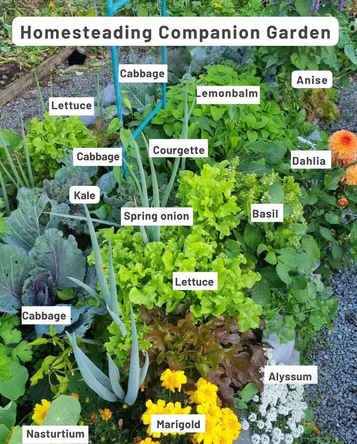 This bed isnt just beautiful  its smart gardening.
Cabbage and kale stand tall beside lettuce and courgette, shaded by lemon balm and basil.
Marigolds and alyssum lure pollinators, while nasturtiums distract pests.
Its a self-balancing ecosystem where every leaf has a purpose  and not an inch of soil goes to waste.