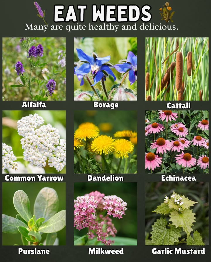 Eat These Wild Weeds  Theyre Delicious & Nutritious!
Many common weeds are edible and packed with health benefits:

 Alfalfa  Add fresh to salads, stir-fries, or steep in tea
 Borage  Pretty flowers for salads or candy; leaves for tea
 Cattail  Young shoots for soups; pollen for pancakes
 Common Yarrow  Use raw, cooked, or in homemade brews
 Dandelion  Vitamin-rich leaves, tasty raw or sautéed
 Echinacea  Leaves & petals shine in natural teas
 Garlic Mustard  Spicy roots & leafy greens for salads
 Milkweed  Fry the flowers or stew the young pods
 Purslane  Citrusy, juicy, rich in omega-3s
 Wild Bee Balm  Fragrant leaves & blooms for salad or tea

 Natures pantry is everywherejust harvest wisely!