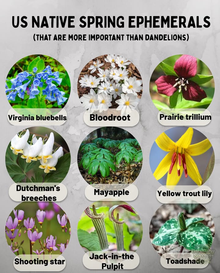 Native Spring Ephemerals: Natures Original Early Bloomers 

Before dandelions ever arrived, North Americas native ecosystems thrived with plants evolved to feed native pollinators in early spring.

These spring ephemerals emerge before trees leaf out  nourishing bees, cycling nutrients, and disappearing before summer.

 Virginia bluebells
 Bloodroot
 Dutchmans breeches
 Toadshade
 Shooting star
 Mayapple
 Rue anemone
 Virginia spring beauty
 Yellow trout lily
 Prairie trillium
 Jack-in-the-Pulpit
 Wild hyacinth

 Dandelions arent evil  but theyre not essential. Native ephemerals are. Lets stop ignoring the plants that truly belong here.
Bring back the beauty we erased.