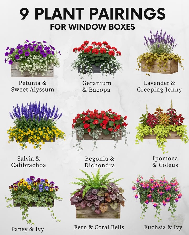 Window Box Inspiration 
 Choose sun-loving flowers like petunias, geraniums, or calibrachoa for bright spots.
 Shade boxes thrive with ferns, coral bells, and impatiens.
 Ivy, creeping jenny, and dichondra add trailing beauty.
 Mix bloomers with foliage for depth, color contrast, and a fuller look.
 Rotate seasonal plants to keep displays vibrant year-round.
#ContainerGardening #WindowBoxIdeas