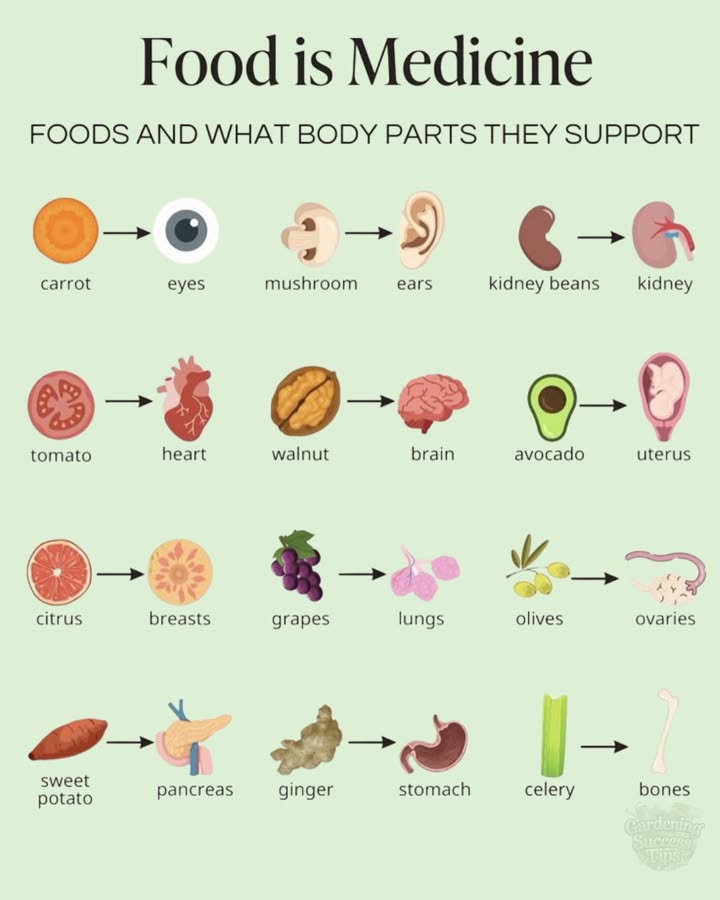 Foods and the Body Parts They Support:
凌 Carrot  Eyes 
 Mushroom  Ears 
齃 Kidney Beans  Kidneys 
 Tomato  Heart 
易 Walnut  Brain 易
陋 Avocado  Uterus 
 Citrus Fruits  Breasts 
 Grapes  Lungs 贈
㮝 Olives  Ovaries 
 Sweet Potato  Pancreas 喙
 Ginger  Stomach 濫
 Celery  Bones 領
Each of these foods contains nutrients and compounds that help support and strengthen the associated organ or body function. 綾