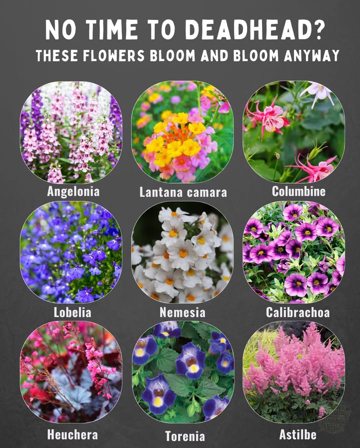 Not all gardeners enjoy deadheading, and many plants bloom beautifully with minimal effort. Check out these low-maintenance flowers that provide vibrant color without the hassle:

1. Angelonia: Thrives in full sun, with continuous blooms in pink, purple, or white.
2. Begonia: Long-lasting blooms for shade or part sun, especially Dragon Wing.
3. Lantana: Sun-loving clusters that attract butterflies, perfect for containers.
4. Columbine: Spring bloomer that self-seeds.
5. Lobelia: Cool-season trailing flower for shade, great in hanging baskets.
6. Supertunia Petunias: Self-cleaning hybrids that bloom non-stop.
7. Calibrachoa: Million bells thrive in full sun and add vibrant color.
8. Impatiens: Reliable blooms in shade with no deadheading needed.
9. Vinca: Sun-loving annual that continuously blooms and resists drought.
10. Torensia: Shade-tolerant “wishbone flower” that doesnt require deadheading.
11. Cuphea: Heat-tolerant with vibrant flowers that attract pollinators.
12. New Guinea Impatiens: Sun-tolerant and bold in color.
13. Geranium Rozanne: Purple-blue blooms all summer with little maintenance.
14. Coreopsis: Many varieties bloom without deadheading and attract pollinators.
15. Sweet Alyssum: Low-growing, fragrant blooms that rebloom without trimming.
16. Scaevola: Trailing plant that tolerates heat and drought, blooming continuously.

Enjoy beautiful blooms without the upkeep!  Always check sunlight and watering needs for best results!