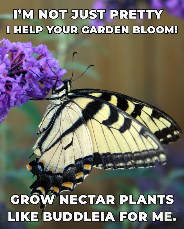 曆 Nymphalidae: The Butterfly
 Colorful symbols of transformation
 Gentle pollinators of wildflowers
 Why Keep Them Around?
 Pollinate with style
 Support biodiversity
 Tip: Grow milkweed, buddleia, echinacea
