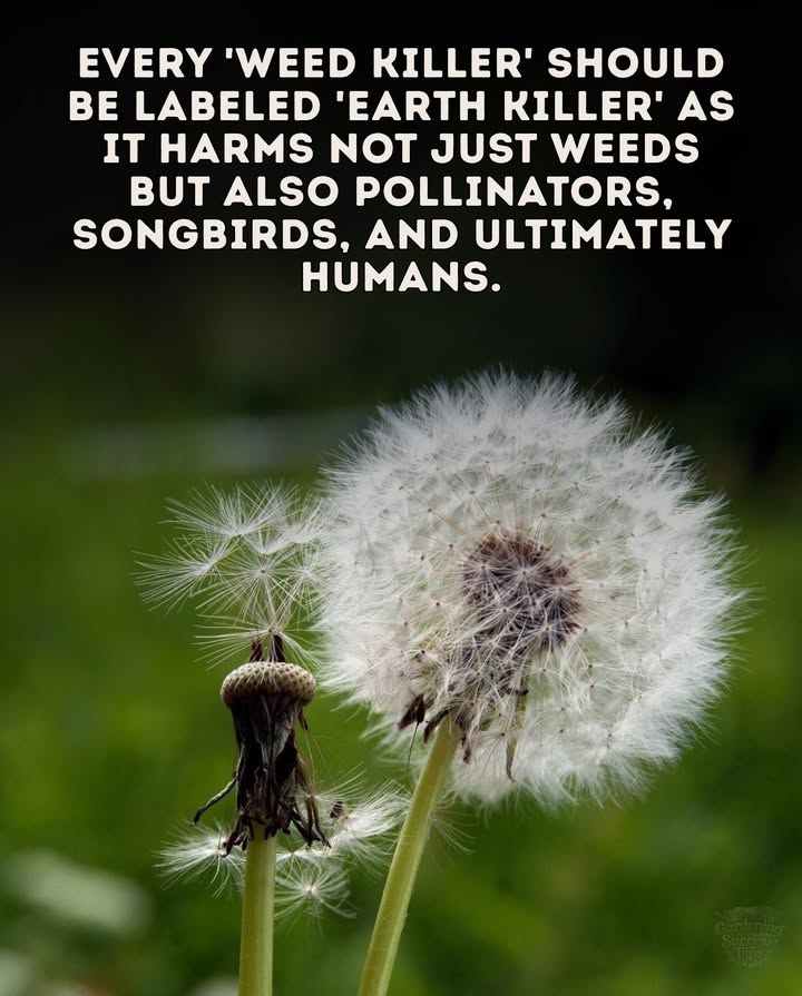 The Lawn Lie
Weve been sold the idea that a perfect lawn is worth more than a living planet.

 Every bottle of weed killer:
 Spreads death through the food chain
 Kills pollinators
 Thins bird populations
 Leaches toxins into waterways

#fblifestyle

 Most weeds are food for pollinators, natural medicine, or soil signals. Theyre not flawstheyre feedback from nature.

 Skip the poison. Let clover bloom, plant wildflowers, and turn your yard into a sanctuary instead of a sterile patch of grass.