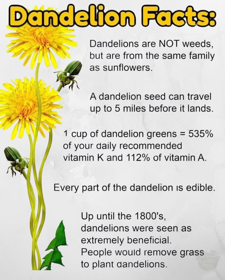 Dandelion Facts