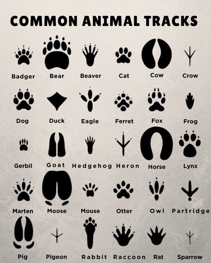 Become a Wildlife Detective!  Common Animal Tracks Guide
Paw Prints & Hooves: The Mammal Trail: 
 Badger  5 toes, strong claw marks
 Bear  Big, human-like prints with heel pads
嶺 Beaver  Webbed hind feet  small front paws
 Cat  4 round toes, no claws retractable
 Cow  Large cloven split hoof
 Dog  4 toes, claws visible
簾 Ferret  Tiny 5-toed prints with claws
力 Fox  Like dog prints, but slimmer & pointy
 Gerbil  Small & delicate; 4 toes front, 5 hind
 Goat  Narrow cloven hooves
璉 Hedgehog  5 toes with visible claws
 Horse  Large, U-shaped single hoof
 Lynx  Large round cat printbig version of your house cat
說 Marten  Tiny, 5-toed with claws
龜 Moose  Huge cloven hoof, larger than a deer
 Mouse  Teeny prints  tail drag
簾 Otter  Webbed 5-toed prints, love the mud
 Pig  Rounded cloven hooves
 Rabbit  Long hind feet, bounding pattern
劣 Raccoon  Tiny human-like hands and feet
 Rat  Small prints  tail trail

 Bird Tracks: Feathered Friends on Foot: 
 Crow  4 toes, 3 forward  1 back
閭 Duck  Webbed, 3 toes forward
礪 Eagle  Large, clawed 3-toed print
襁 Heron  Long and narrow toes
黎 Owl  2 toes forward, 2 backward  unique!
 Partridge  3-toed with stubby back toe
 Pigeon  Small & even-spaced
 Sparrow  Tiny & delicate
 Other Critters: Wild but Wonderful
 Frog  Webbed feet, long toes, splayed out
年 Lizard  Tiny feet  tail drag
 Snake  No feetbut watch for smooth side-to-side slither trails!
 Pro Tip: Look at track patterns toobounding, walking, hoppingeach tells part of the story!