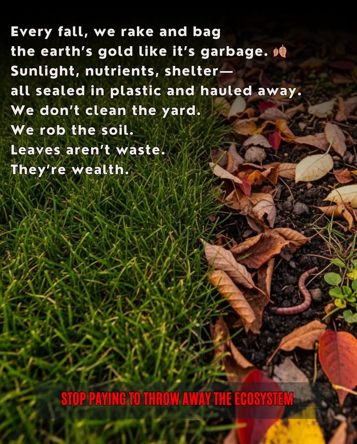 A clean yard removes natures recycling system.   
Leaves return nutrients and shelter pollinators and soil life.  
Raking and bagging break the nutrient loop and harm biodiversity.  
Let the leaves decomposethey feed the earth that feeds you.