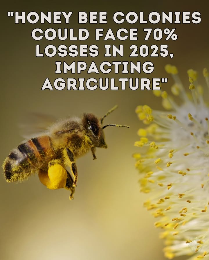 Bees Keep Our Plates Full 
They help pollinate nearly 75% of the worlds crop typesthats about 35% of global food production we depend on daily. 復

But in the U.S., scientists warn up to 70% of commercial honey bee colonies could vanish by 2025, driven by pesticides, parasites, habitat loss, and climate stress.

 Without them, pollination falters. Food security weakens. Life changes.
The solution is in our hands:
 Plant pollinator-friendly flowers 
 Stop harmful chemicals 
 Protect the tiniest farmers on Earth 

#SaveTheBees