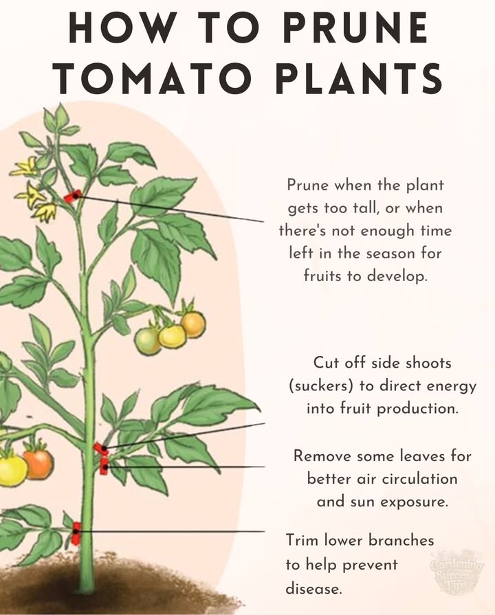 Tomato Pruning Tips for Better Growth
 Focus on indeterminate varieties that keep growing all season
 Remove suckers from leaf axils to boost fruit production
 Prune early in the morning to reduce stress on the plant
 Use clean, sharp shears to avoid spreading disease
 Avoid pruning more than one-third of the plant at once
 Dispose of trimmed leaves away from garden beds to reduce pests

Proper pruning supports airflow, reduces disease, and helps your tomato plant focus on making juicy, ripe fruits.