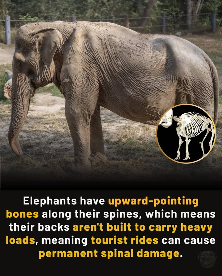 The Hidden Cost of Elephant Rides
Elephants spines arent designed for carrying people. Rigid saddles and multiple passengers lead to:
 Painful abrasions  
 Tissue damage  
 Chronic back pain  
 Permanent spinal deformities  

Veterinary studies confirm these injuries are common. Lets respect elephants for who they are, not what they can carry. 

#WildlifeConservation #ElephantWelfare