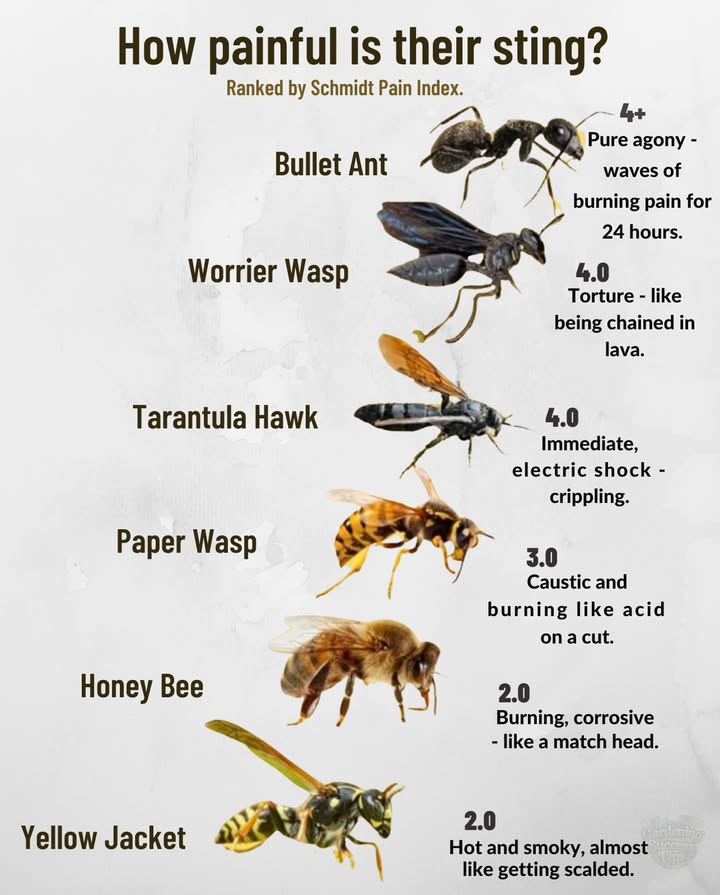 Heres how to handle stings from the most intense insects on the Schmidt Pain Index:

 Bullet Ant Pain Level: 4
– Symptoms: Intense burning, muscle spasms, nausea
– Relief: Cold compress, antihistamines, pain relievers
– Duration: 1224 hours

 Warrior Wasp Pain Level: 4.0
– Symptoms: Deep throbbing pain, swelling
– Relief: Soap and water, hydrocortisone cream
– Duration: Up to 2 hours; swelling may last longer

 Tarantula Hawk Pain Level: 4.0
– Symptoms: Electric jolt; temporary paralysis
– Relief: Rest, cold compress
– Duration: 35 minutes of intense pain; soreness for days

 Paper Wasp Pain Level: 3.0
– Symptoms: Burning, red welt
– Relief: Clean area, ice, anti-inflammatory if needed
– Duration: 3060 minutes; swelling may last hours

 Honey Bee Pain Level: 2.0
– Symptoms: Sharp pain, visible stinger
– Relief: Remove stinger, wash area, baking soda paste
– Duration: 1530 minutes; swelling fades in hours

 Yellow Jacket Pain Level: 2.0
– Symptoms: Sharp sting; may sting multiple times
– Relief: Ice pack, antihistamine for itching
– Duration: Pain fades within an hour; swelling in 12 days

林 Tip: Watch for allergy signs like difficulty breathing or hivesseek immediate care if they occur!