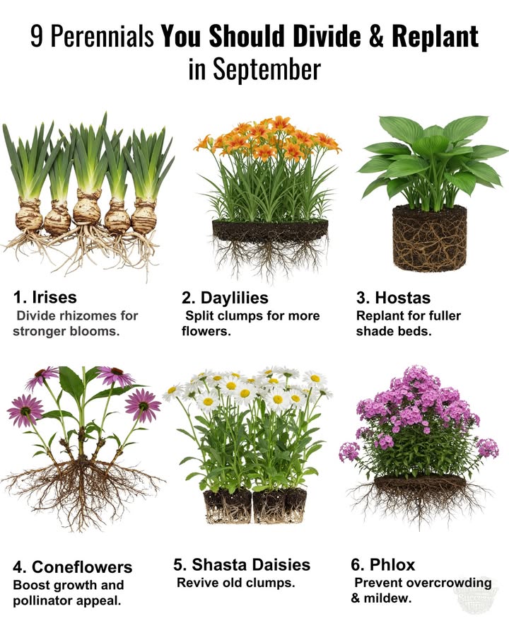 September is the ideal time to refresh your perennials for next year! 

 Tips for dividing plants: 
– Irises Zones 39: Strengthen blooms by dividing rhizomes.
– Daylilies Zones 39: Split clumps for more flowers.
– Hostas Zones 38: Replant for fuller shade.
– Coneflowers Zones 39: Enhance growth and attract pollinators.
– Phlox Zones 48: Prevent overcrowding & mildew.
– Peonies Zones 38: Move now for blooms next year.
– Shasta Daisies Zones 49: Revive old clumps. 
– Sedum Zones 39: Hardy and easy to transplant.
– Asters Zones 48: Ensure a vibrant fall and spring display.

 Divide now, double the color later!