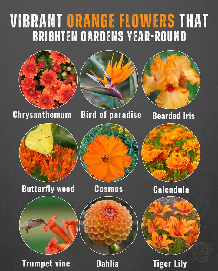 李 15 Vibrant Orange Flowers for Your Garden! 

Brighten your space year-round with these stunning orange blooms! Heres a quick guide to some favorites:

1. Black-eyed Susan: Biennial, Zones 3-9, Full sun. Space 12-18″.
2. Chrysanthemum: Annual/Perennial, Zones 4-9, Full sun. Space 18-24″.
3. Bird of Paradise: Perennial, Zones 10-12, Full/Partial sun. Space 6-8 ft.
4. Bearded Iris: Perennial, Zones 3-9, Full sun. Space 12-18″.
5. Butterfly Weed: Perennial, Zones 3-9, Full sun. Space 12-24″.
6. California Poppy: Annual, Full sun. Space 6-12″.
7. Cosmos: Annual, Full sun to partial shade. Space 12-18″.
8. Calendula: Annual, Full sun to partial shade. Space 8-12″.
9. Dahlia: Perennial, Zones 8-11, Full sun. Space 12-36″.
10. Rose: Perennial, Zones 6-8, Full sun. Space 18-24″.
11. Marigold: Annual, Full sun. Space 8-12″.
12. Nasturtium: Perennial, Zones 9-11, Full sun. Space 8-12″.
13. Tiger Lily: Perennial, Zones 3-9, Full sun. Space 12-18″.
14. Tulip: Perennial, Full sun. Space 4-6″.
15. Trumpet Vine: Annual, Full sun. Space 36-60″.