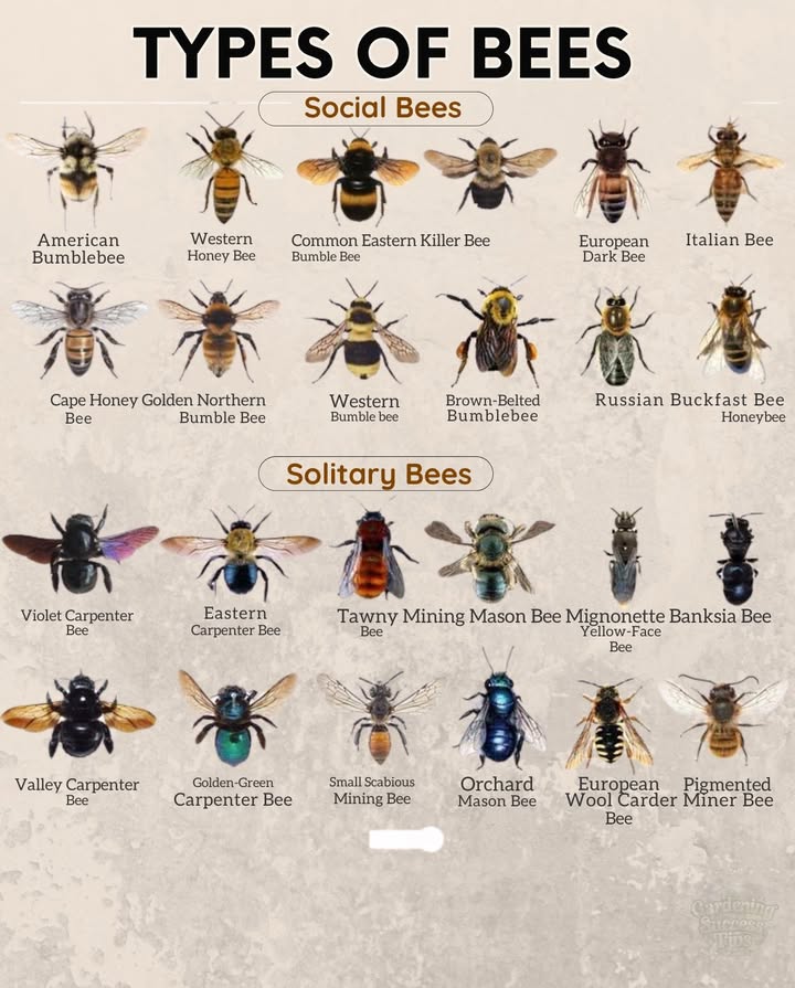 Bees play a vital role in pollinationknowing their types helps support biodiversity in your garden:

 Social bees like bumblebees and honeybees live in colonies and pollinate a wide range of crops. Theyre especially active in cooler weather, making them dependable pollinators for early blooms.

 Solitary bees such as mason, leafcutter, and carpenter bees dont form hives. Theyre efficient pollinatorssome are up to 3x better than honeybees per visitand less likely to sting.

蝹 Provide bee hotels or bundles of hollow stems to attract solitary bees, and grow diverse flowers to support both types all season long. Avoid pesticides to keep these hardworking pollinators safe