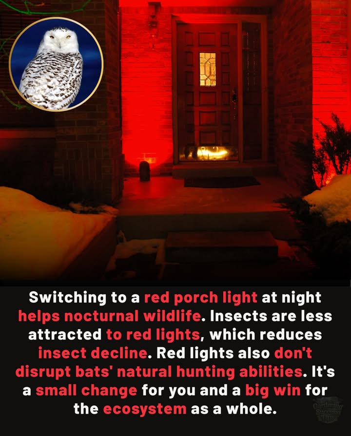 Protect Nocturnal Wildlife with a Simple Change
Switching to a red porch light helps:
 Reduce insect attraction
 Support bat populations in natural hunting
 Keep the nighttime ecosystem in balance

Small change, big impact for nature. 

#WildlifeFriendly #EcoTips #BatConservation #NatureProtection