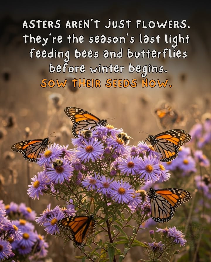 ASTERS ARENT JUST FLOWERS  THEYRE THE LAST LIGHT.
When the rest of the garden fades, asters keep blooming  feeding the final bees and butterflies before frost takes the stage.
They hold the seasons heartbeat right up to the edge of winter.

 Why plant asters now early November
 Seeds need cold stratification to sprout in spring
 Fall moisture helps them settle naturally
 Early spring seedlings bloom their first year

 How to sow seeds
 Pick a sunny or partly shaded spot
 Lightly rake or press seeds into bare soil
 Dont cover  they need light to germinate
 Leave dry stems for overwintering insects

曆 Asters are the seasons last generosity  color, nectar, and hope when everything else rests.
