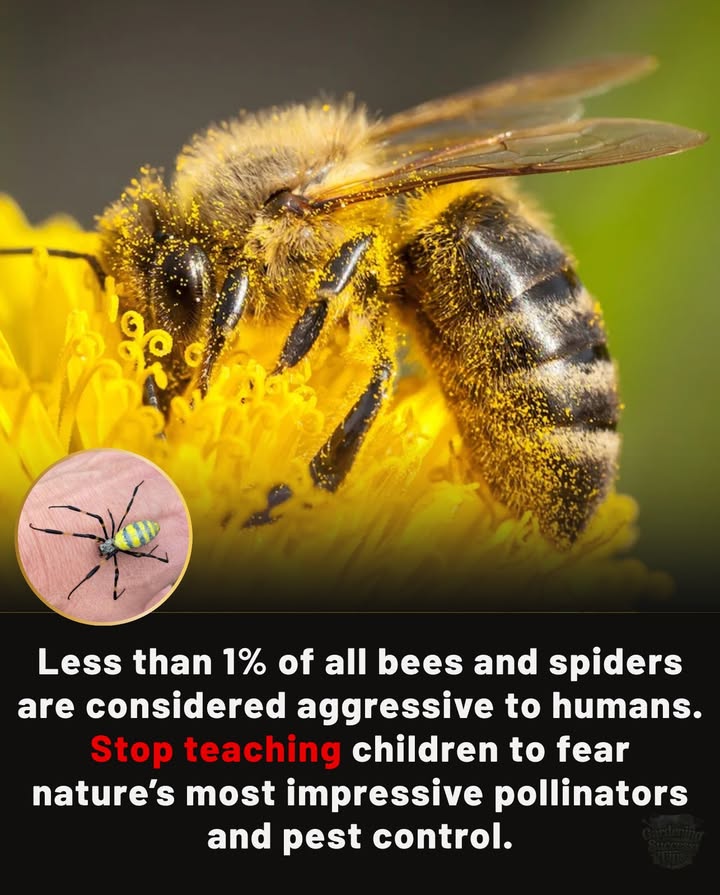 Less than 1% of bees and spiders are aggressive to humans.
The rest! Theyre working for us every day:

 Bees = pollination, food on our tables.
 Spiders = natural pest control, keeping insect populations in balance.

 Stop teaching kids to fear them.
 Start teaching them to respect natures hardest workers.