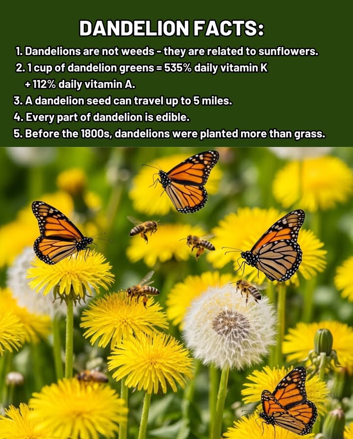 Dandelions: Natures Little Powerhouses
 Not weeds  they belong to the sunflower family
 Packed with nutrients: rich in vitamins A & K, minerals, and antioxidants
 Seeds can travel miles on the wind, spreading biodiversity
 Every part is edible: leaves, flowers, and roots
 Historically, people planted dandelions for food & medicine long before lawns existed

 Garden Tip:
Let early spring dandelions bloom  they provide vital nectar for waking pollinators before other flowers arrive.