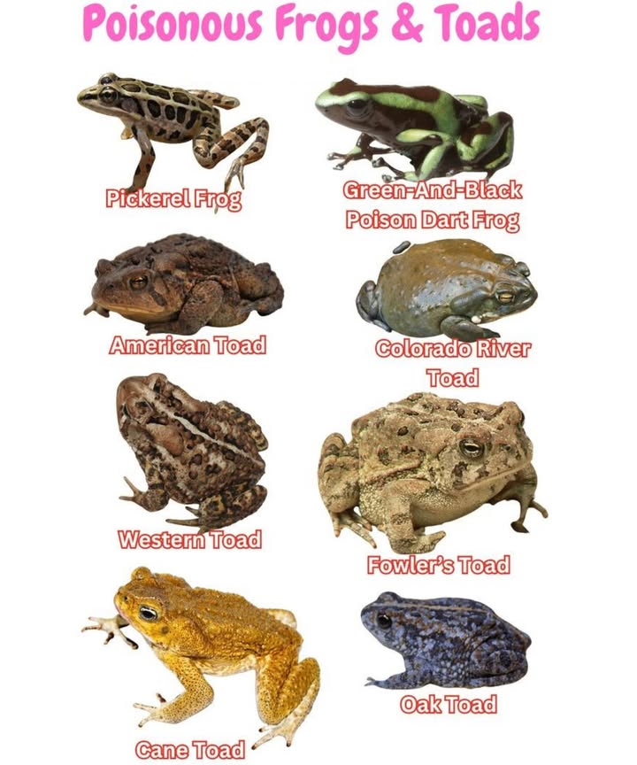 Poisonous Frogs & Toads You Should Know About 
1. Pickerel Frog  Releases skin secretions toxic to predators.

2. Green-and-Black Poison Dart Frog  Famous for its powerful skin toxins used by Indigenous hunters.

3. American Toad  Secretes bufotoxins that can irritate eyes, skin, and mouths of predators.

4. Colorado River Toad Sonoran Desert Toad  Produces powerful toxins; highly dangerous if ingested.

5. Western Toad  Emits mild toxins as a defense against predators.

6. Fowlers Toad  Produces skin secretions that can be irritating to humans and animals.

7. Cane Toad  One of the most toxic toads in the world; its poison can kill pets and wildlife.

8. Oak Toad  Small but secretes toxins that can deter predators.

 Safety Tips When Around Frogs & Toads

 Do not touch wild frogs or toads with bare hands.
 Keep pets away from themespecially dogs.
 Wash hands thoroughly if contact occurs.
 Never attempt to eat or handle these species.

 Frogs and toads are fascinating and vital to ecosystems, but some come with serious risks. Admire them from a safe distance to protect both yourself and the animal!