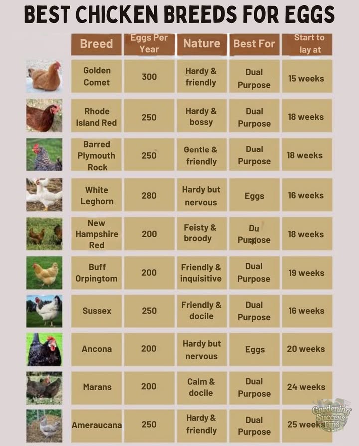 Best chicken breeds for egg-laying 
These chicken breeds are known for reliable laying and friendly temperaments:

Golden Comet  Up to 300 eggs/year, starts laying as early as 15 weeks
Rhode Island Red  Hardy and assertive, great for both eggs and meat
White Leghorn  Lays around 280 eggs/year, active and alert
Buff Orpington  Calm, inquisitive, and good with families

Ideal for backyard setups in the US, UK, or Australiaespecially in mild to warm climates. Early layers like Comets and Leghorns are especially helpful for first-time keepers.