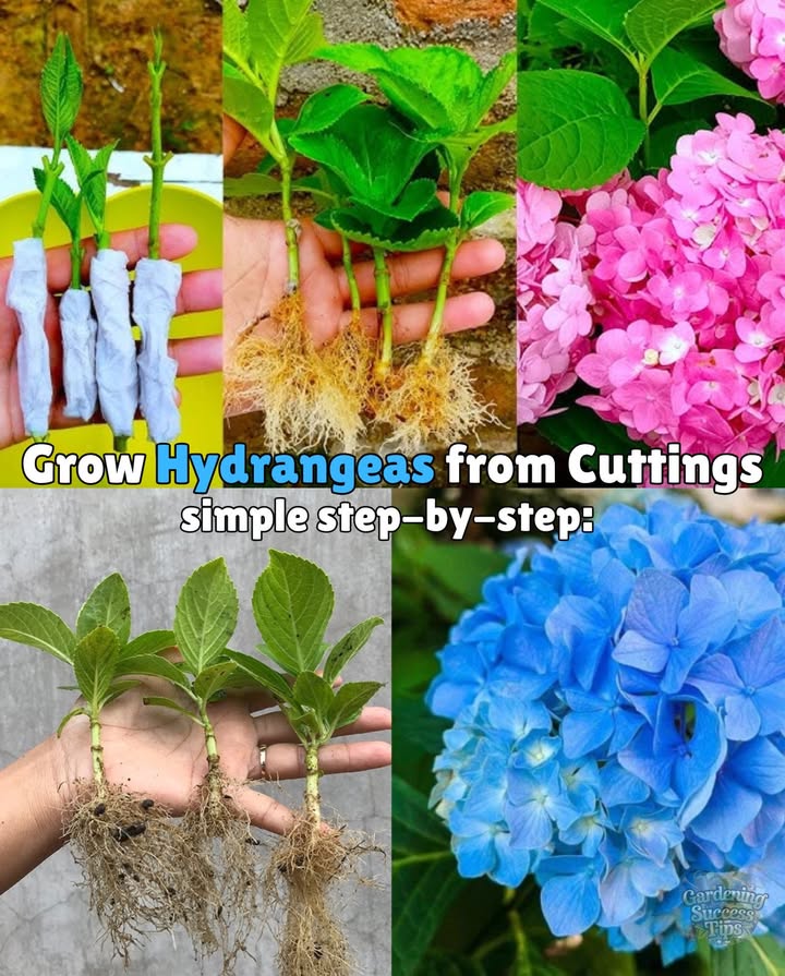 Grow Hydrangeas from Cuttings  Easy & Rewarding! 
steps:
1. Choose a healthy, non-flowering stem 56″.
2. Trim to 2 leaves & cut at a 45 angle dipping in rooting hormone is optional.
3. Plant in well-draining soil with perlite.
4. Cover with a plastic bag for humidity.
5. Keep soil damp & provide bright, indirect light.
6. Check for roots in 24 weeks.
7. Transplant once rooted morning sun  afternoon shade.

 Not every cutting will take, but with care and patience, youll grow gorgeous hydrangeas!