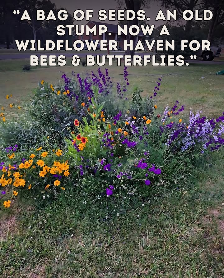 All it took was a bag of wildflower seedsnow the stump is a vibrant bouquet, buzzing with life! 曆 Sometimes, the simplest garden experiment leads to the most beautiful surprises.