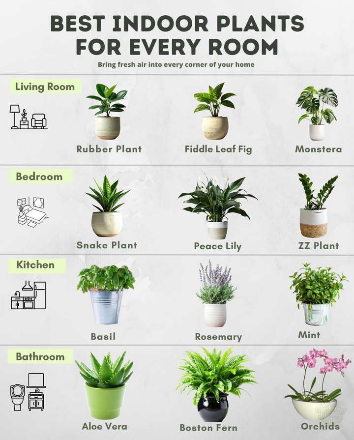 Bring greenery into every room for fresh air and beauty!  
Bedroom  
– Snake Plant: Low light, water sparingly.  
– Peace Lily: Keep soil moist.  
– ZZ Plant: Drought-tolerant, water infrequently.  

Living Room  
– Rubber Plant: Bright light, let topsoil dry.  
– Fiddle Leaf Fig: Bright, consistent moisture.  
– Monstera: Water when top inch is dry.  

Kitchen 
– Basil: Full sun, keep soil moist.  
– Rosemary: Full sun, let soil dry slightly.  
– Mint: Part sun, moist soil best in pots.  
Bathroom   
– Aloe Vera: Bright light, water deeply but infrequently.  
– Boston Fern: Needs humidity and consistent moisture.  
– Orchids: Water weekly; high humidity promotes flowering.  

 Choose plants based on light and humidity needs! Match to your USDA zone for outdoor pots.